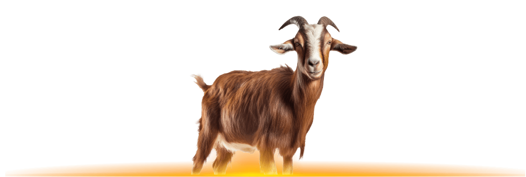 Kambing