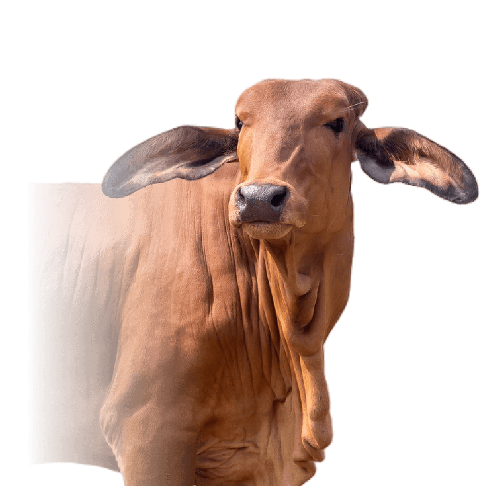 Lembu