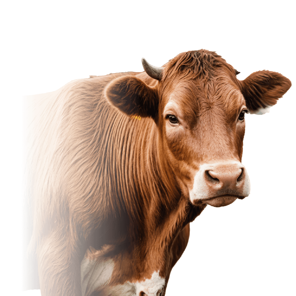 Lembu