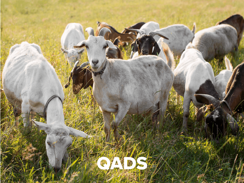 Khidmat QADS